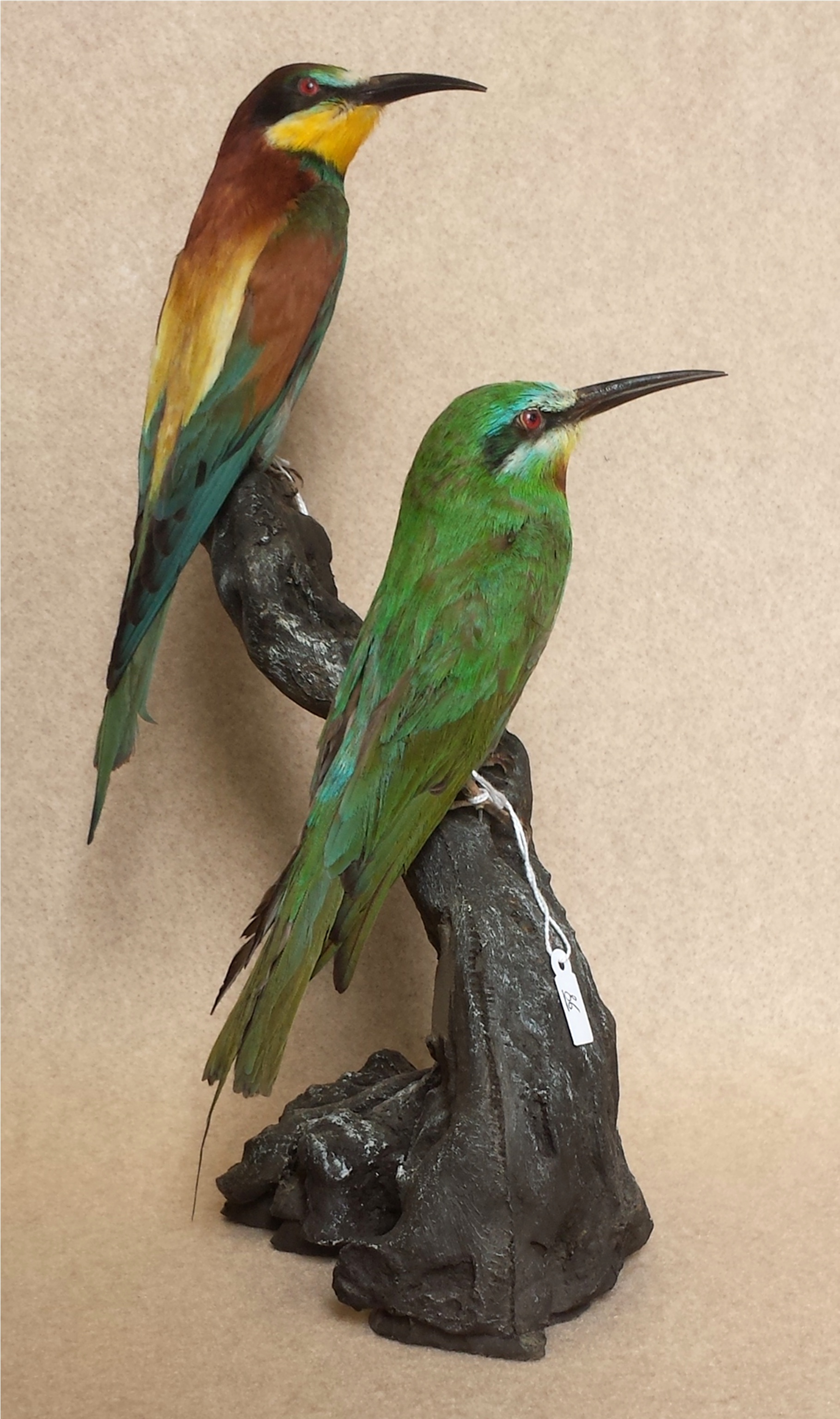 Merops apiaster e Merops persicus