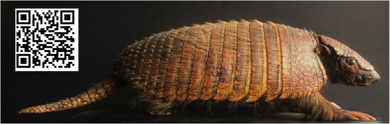 Armadillo