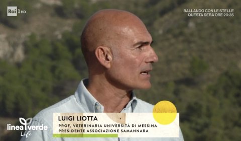 prof. Liotta